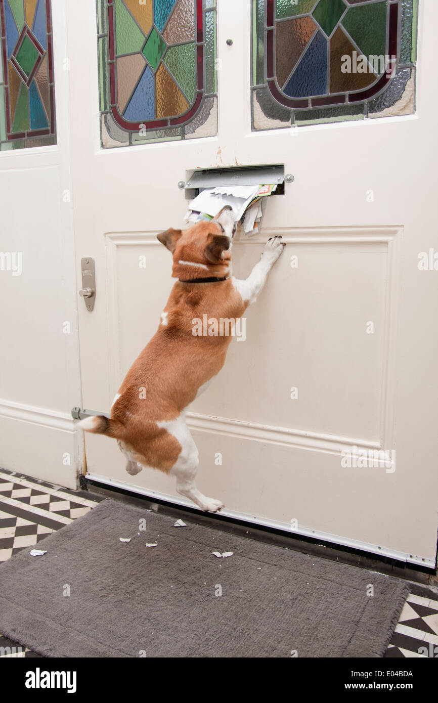 jack russell Terrier zerreißt Post, die durch den Briefkasten kommt Stockfoto