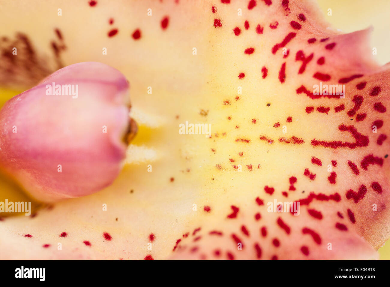 Extreme Makroaufnahme einer bunten rote Blume Stockfoto