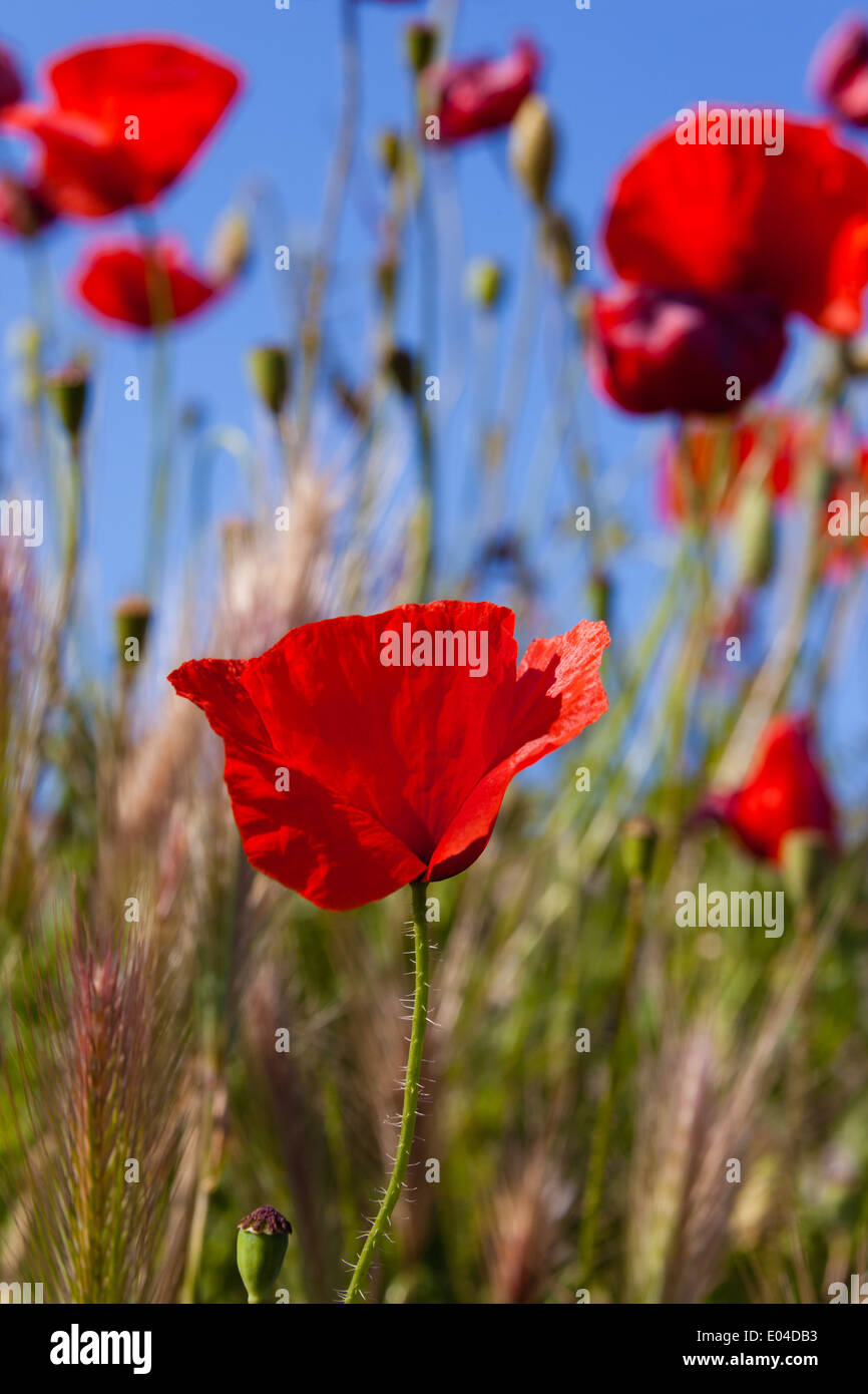 Schöne Mohn wächst in einem Feld zusammen mit anderen Blumen und Pflanzen Stockfoto