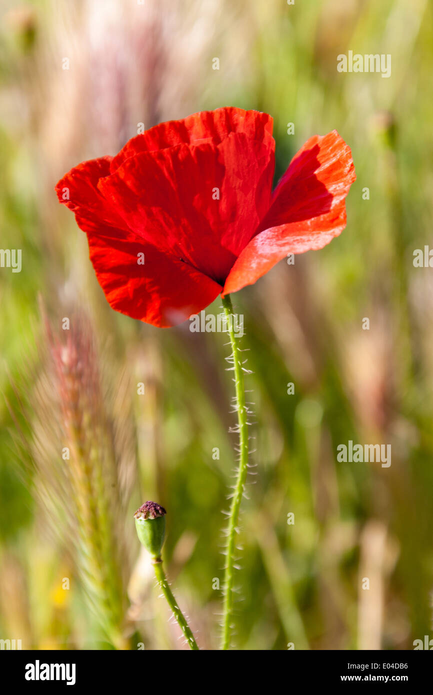 Schöne Mohn wächst in einem Feld zusammen mit anderen Blumen und Pflanzen Stockfoto
