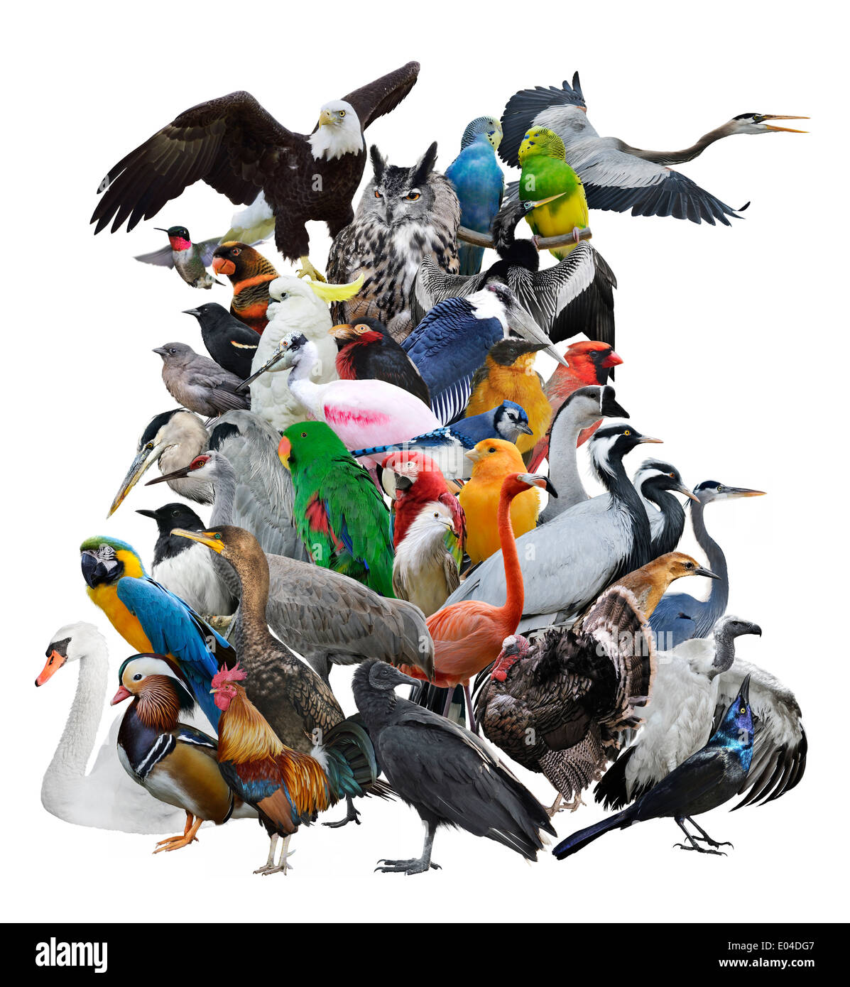 Große Vögel Sammlung Isolated On White Background Stockfoto