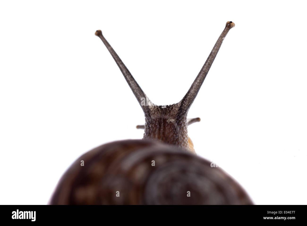 Extreme Makro einer Allmende-Schnecke Stockfoto