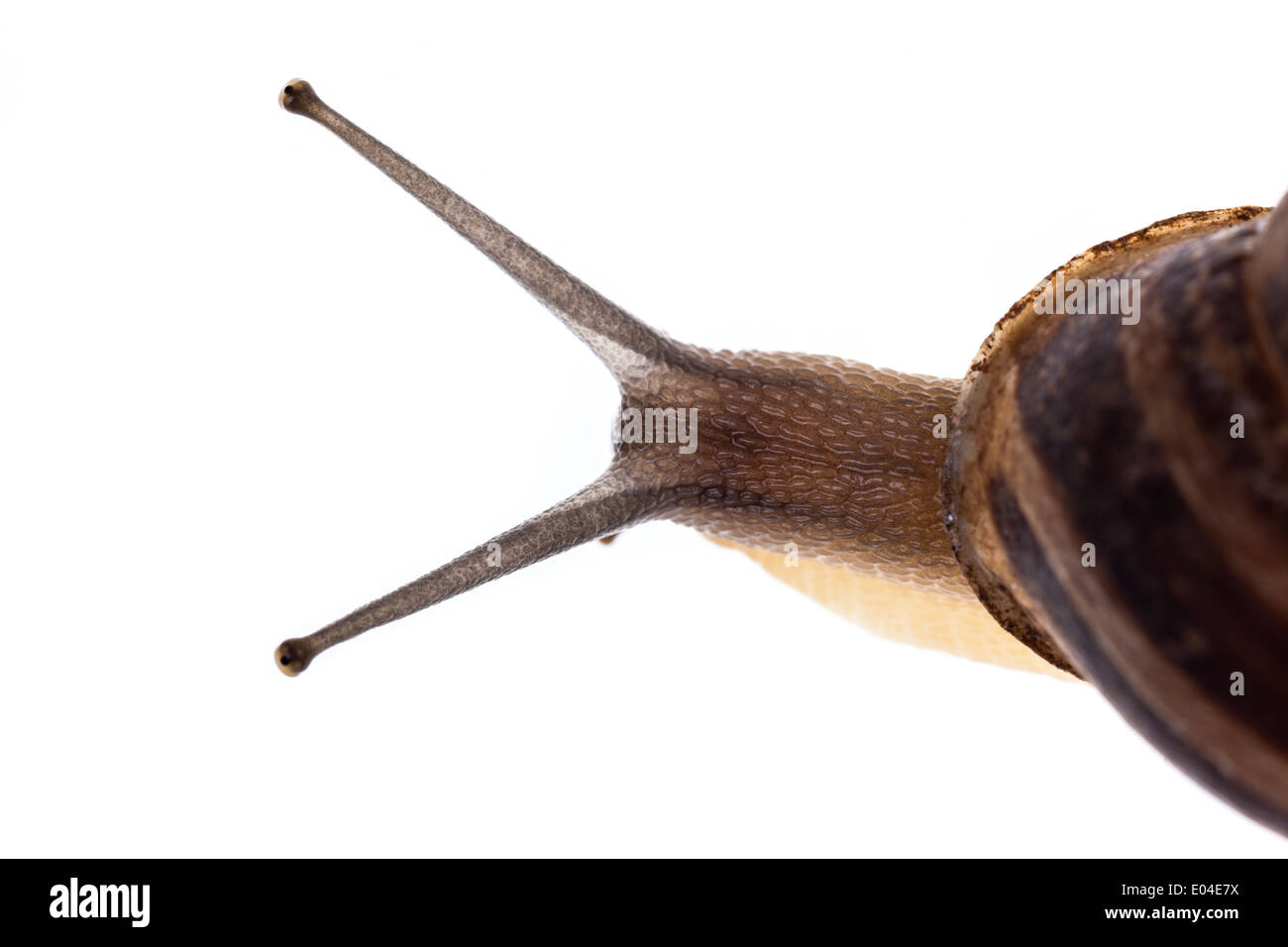 Extreme Makro einer Allmende-Schnecke Stockfoto