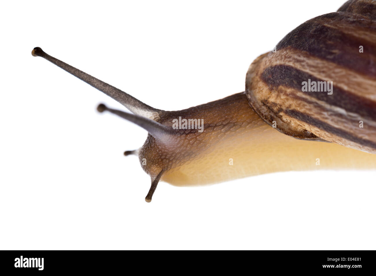 Extreme Makro einer Allmende-Schnecke Stockfoto