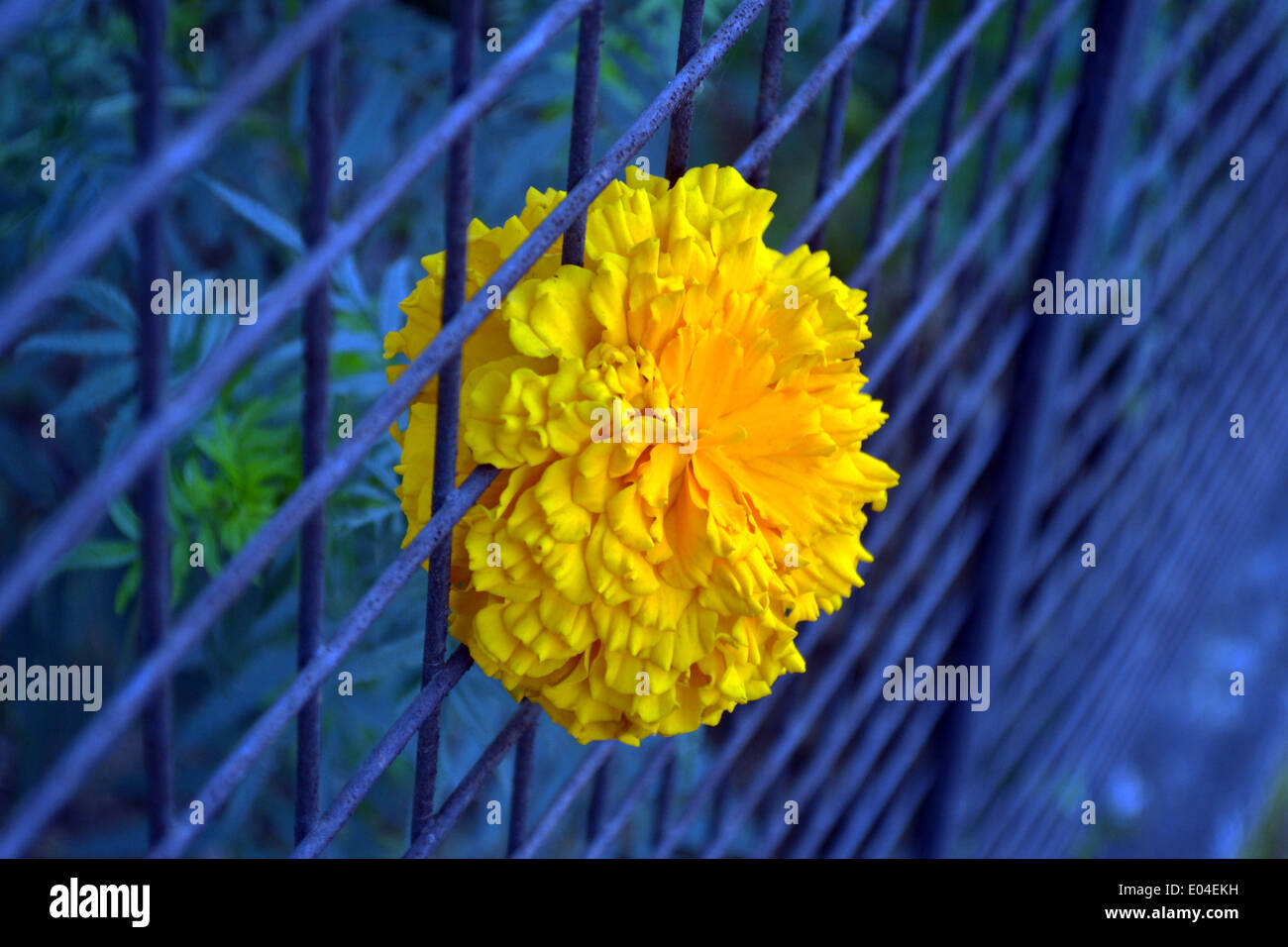 Abstrakte Ringelblumeblume Stockfoto