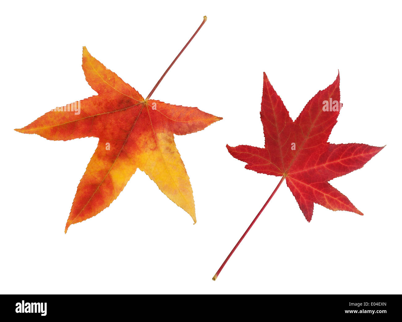 Herbstblatt Orange und rot, Isolated on White Background. Stockfoto