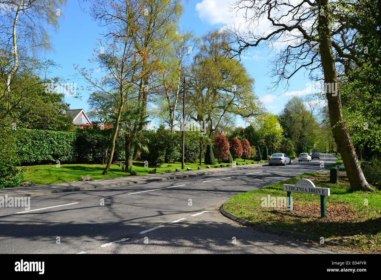 Tree-lined Christchurch Road, Virginia Wasser, Surrey, England, Vereinigtes Königreich Stockfoto