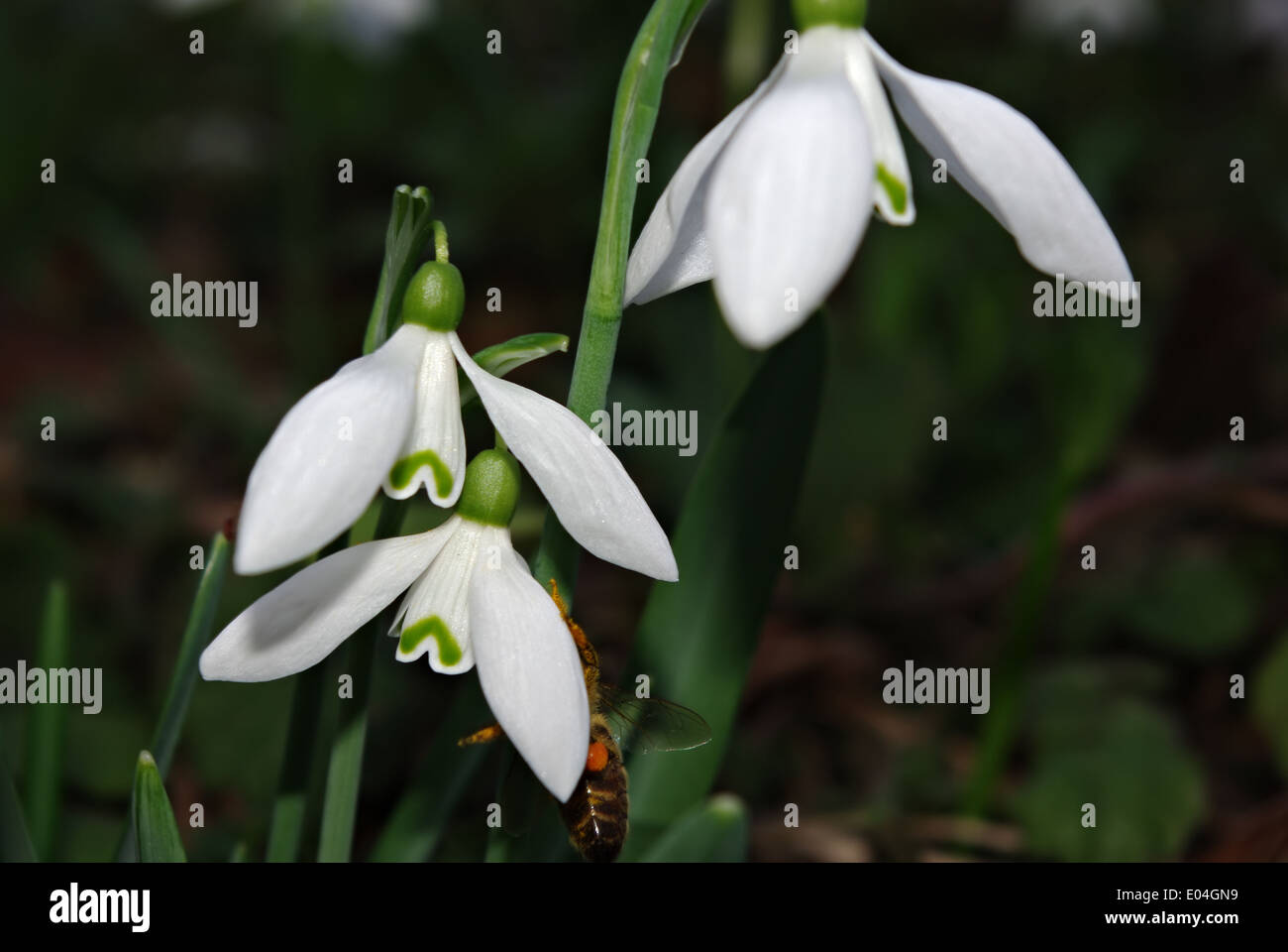 Frische Schneeglöckchen im tiefen Wald Schatten beleuchtet von der Sonne Strahl und Biene Honig zu sammeln. Stockfoto