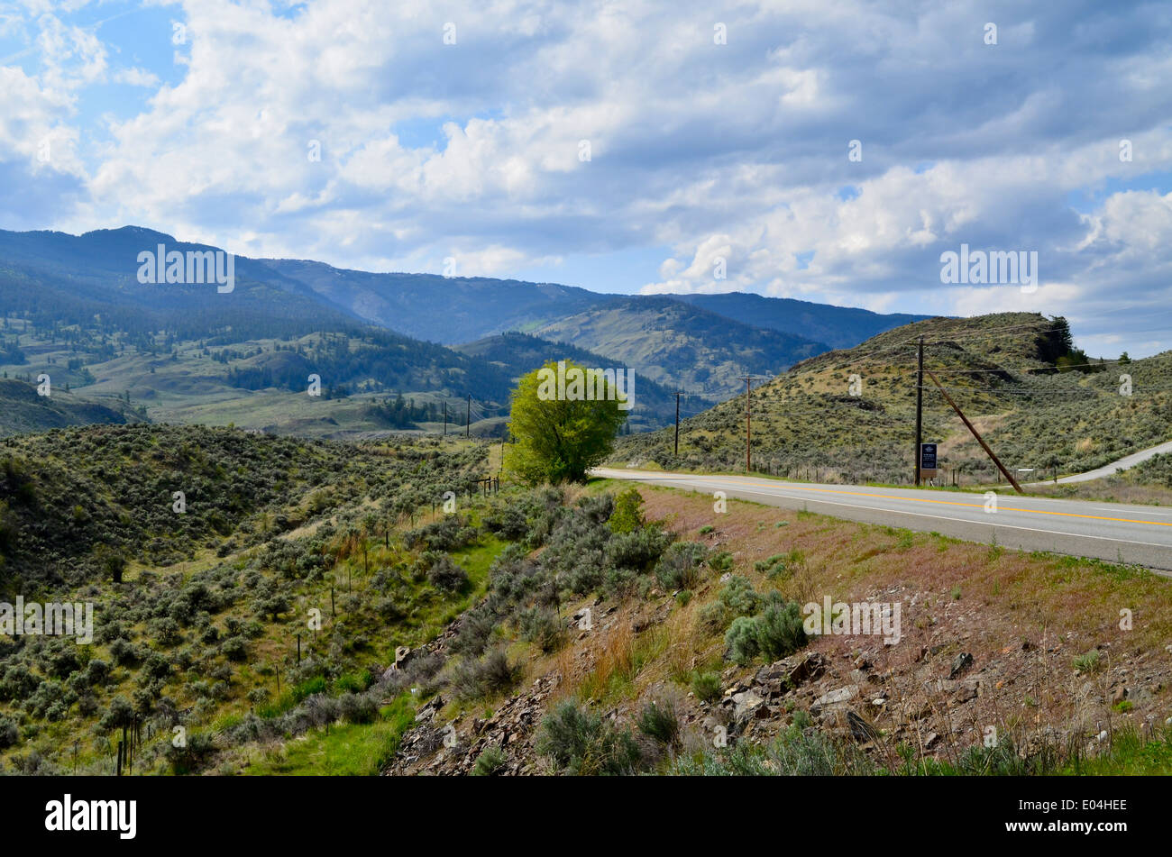 Einsamer Baum entlang einer Autobahn in der Okanagan Region von British Columbia, Kanada.  In der Nähe von Osoyoos.  Berge, Bürste, Sommer. Stockfoto