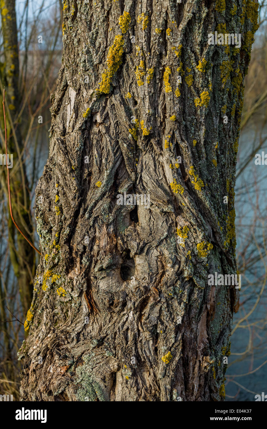 Die Rinde der im alten Baum. Symbolische Foto für den Anbau von alten und das Lesen Zeit., sterben Rinde Eines alten Baumes. Symbolfoto Fuer Altern Stockfoto
