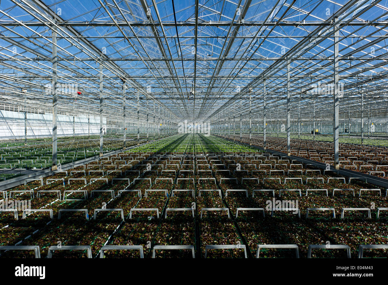 Reihen von Beetpflanzen in einem großen Gewächshaus wachsen vor Verteilung an Gartencenter in Großbritannien. Stockfoto