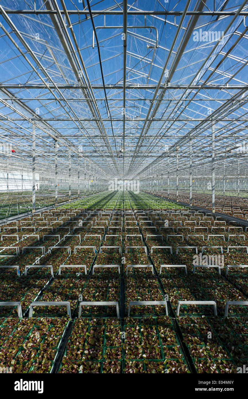 Reihen von Beetpflanzen in einem großen Gewächshaus wachsen vor Verteilung an Gartencenter in Großbritannien. Stockfoto