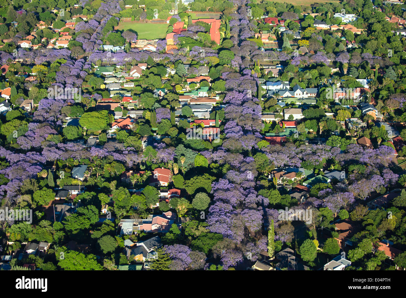 Luftaufnahme von Jacaranda-Bäume in Blüte, Johannesburg Vororte, so dass es eine der grünsten Städte der Welt. Südafrika Stockfoto