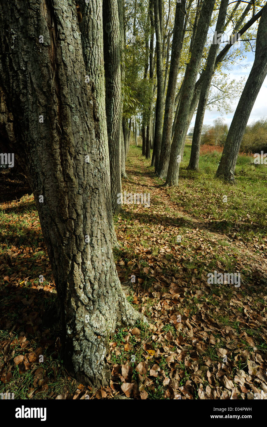 Wakkerstroom, Südafrika, Herbst Blätter auf dem Boden, Wald, Bäume im Wald, Landschaft, Hintergrund, Schönheit in der Natur Stockfoto