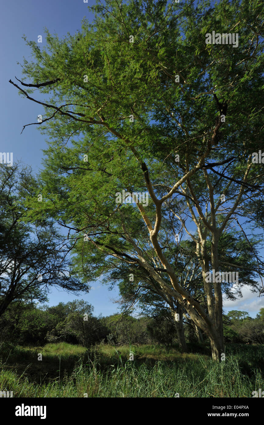 Mkhuze Game Reserve, KwaZulu-Natal, Südafrika, Fieber Baum, Acacia xanthophloea, im Feuchtgebiet von Isimagoliso Heritage Park, Landschaft Stockfoto