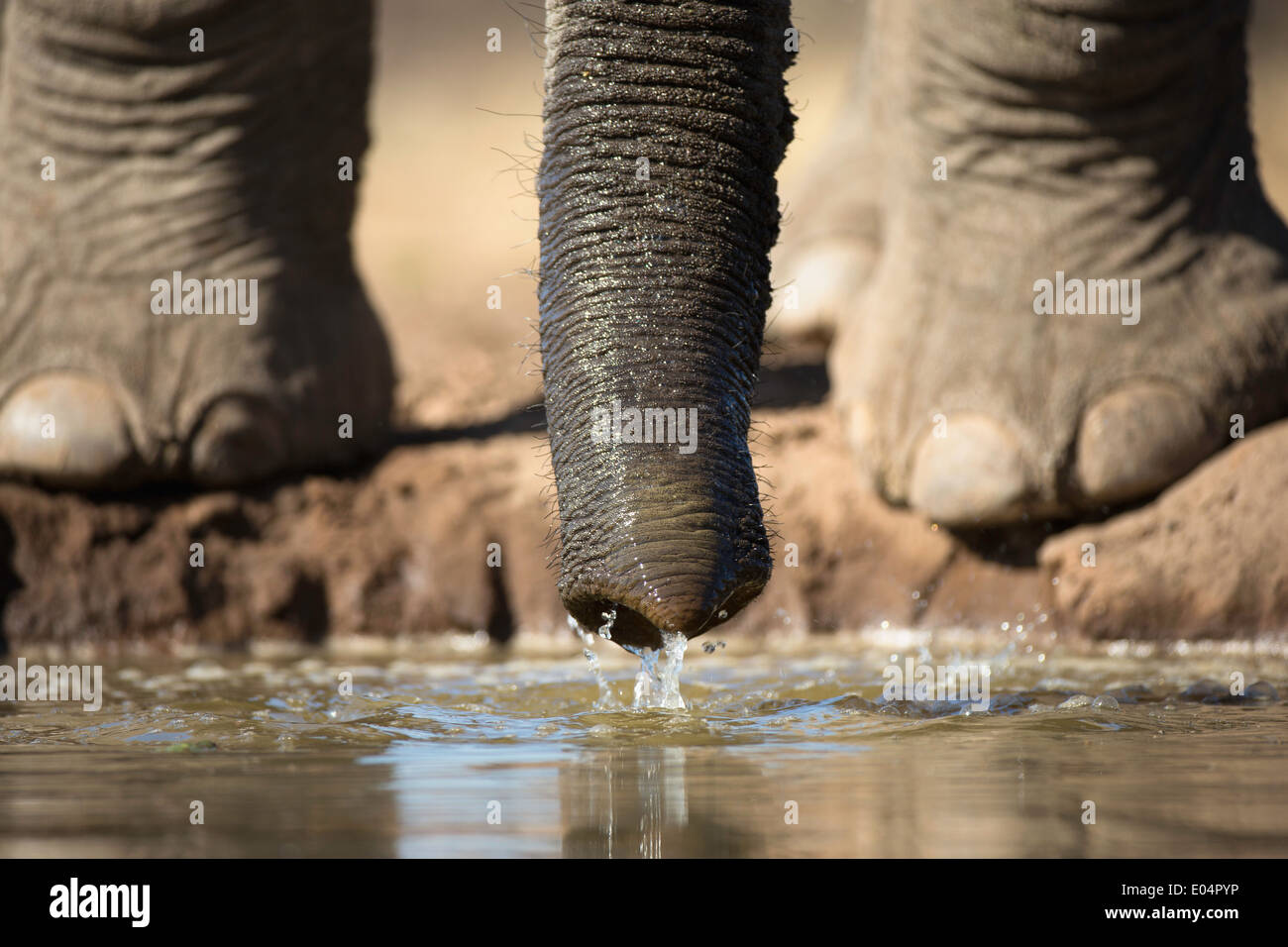 Afrikanischer Elefant (Loxodonta Africana). Nahaufnahme der Elefantenfüße und des Rumpfes trinken am Wasserloch im Mashatu Wildreservat. Botswana Stockfoto