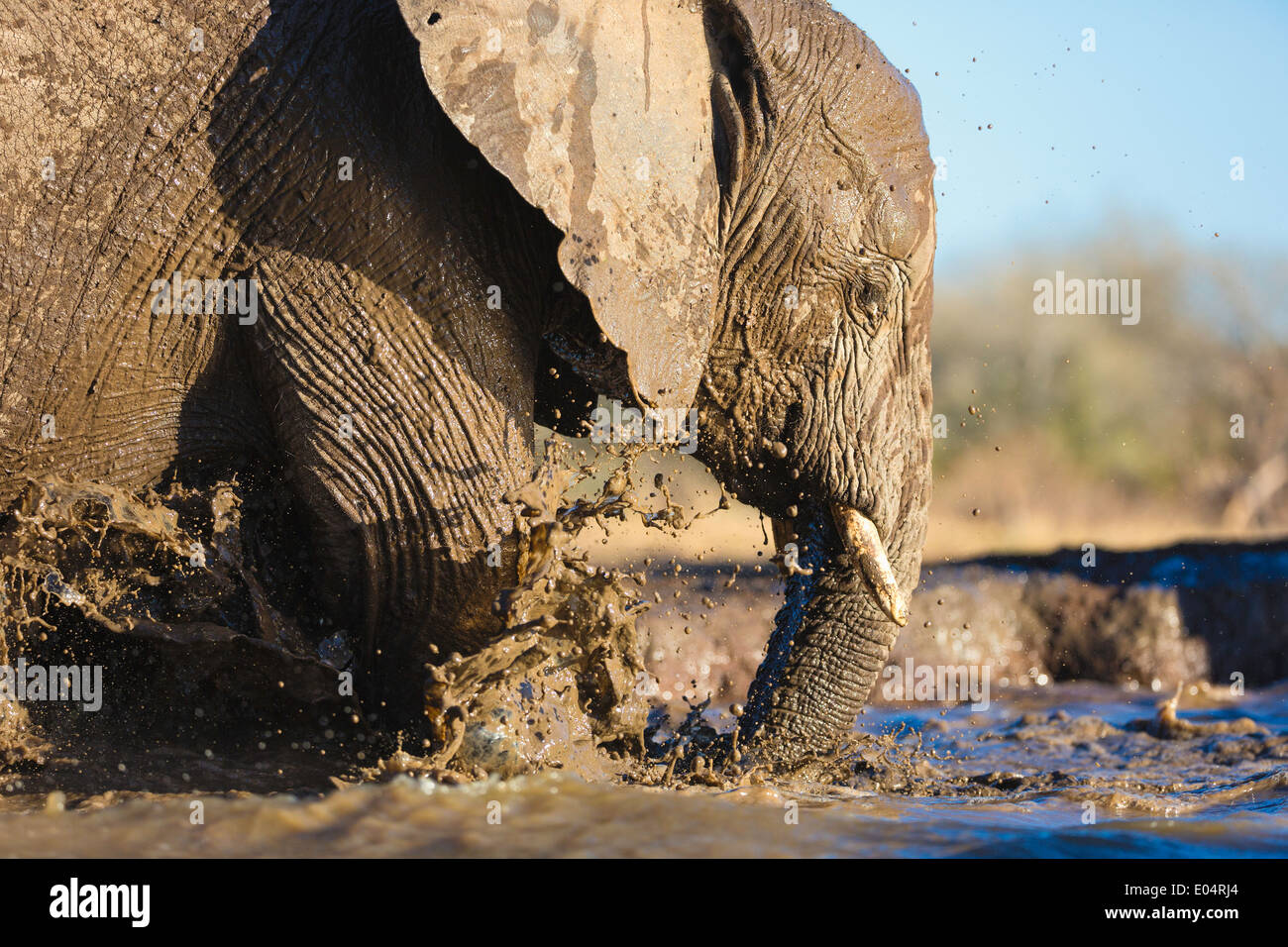 Afrikanischer Elefant (Loxodonta Africana) Elefanten trinken an einer Wasserstelle in Mashatu Wildreservat. Botswana Stockfoto