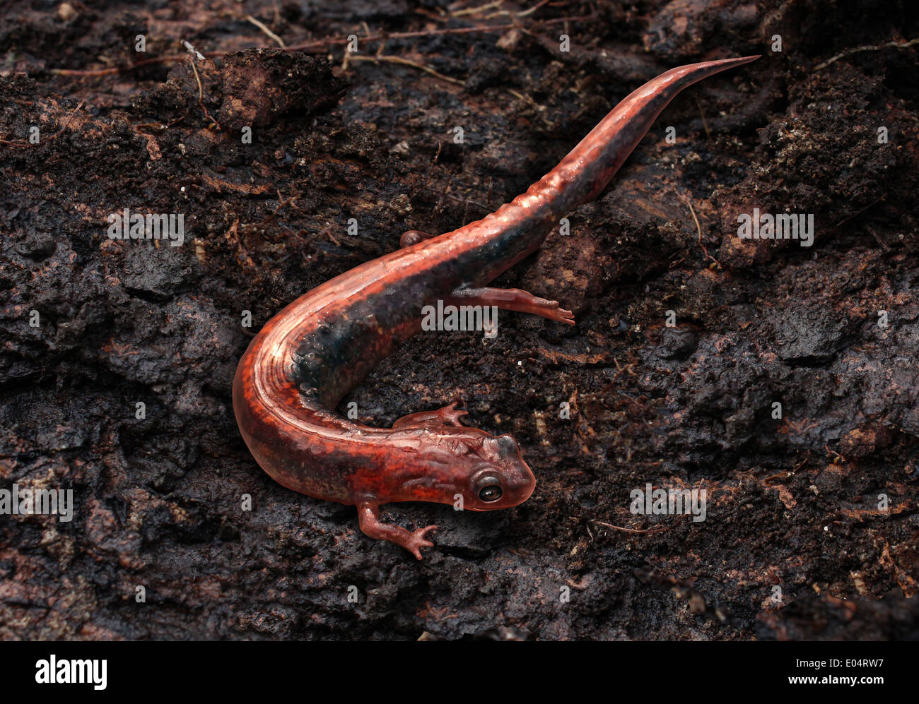 Salamander in einem feuchten kühlen feuchten Wald Lebensraum als eine östliche Redback kriecht auf einem Erdboden als Amphibien Tier Leben in einer nördlichen Umgebung als Symbol von Wildtieren und Zoologie. Stockfoto