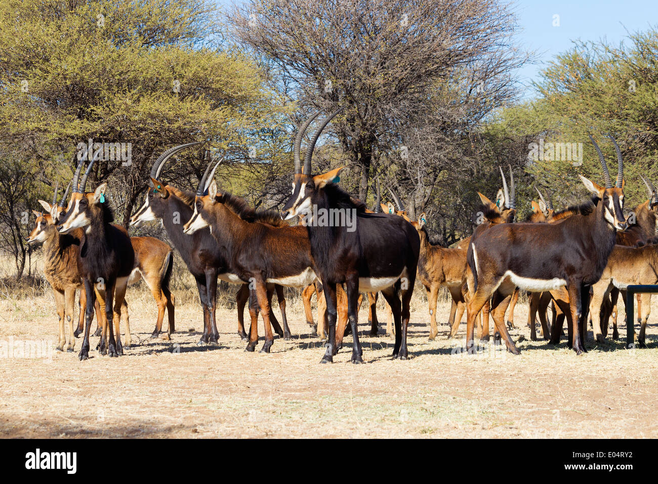 Kleine Gruppe von Rappenantilope (Hippotragus Niger). Südafrika Stockfoto