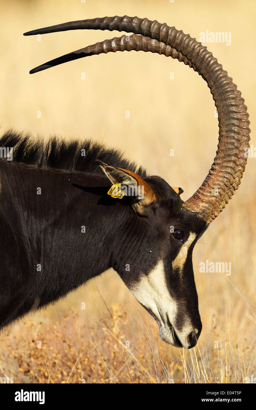Porträt der Rappenantilope (Hippotragus Niger). Südafrika Stockfoto