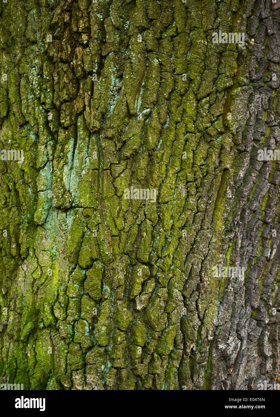 Holz-Kruste mit Moos bedeckt Stockfoto