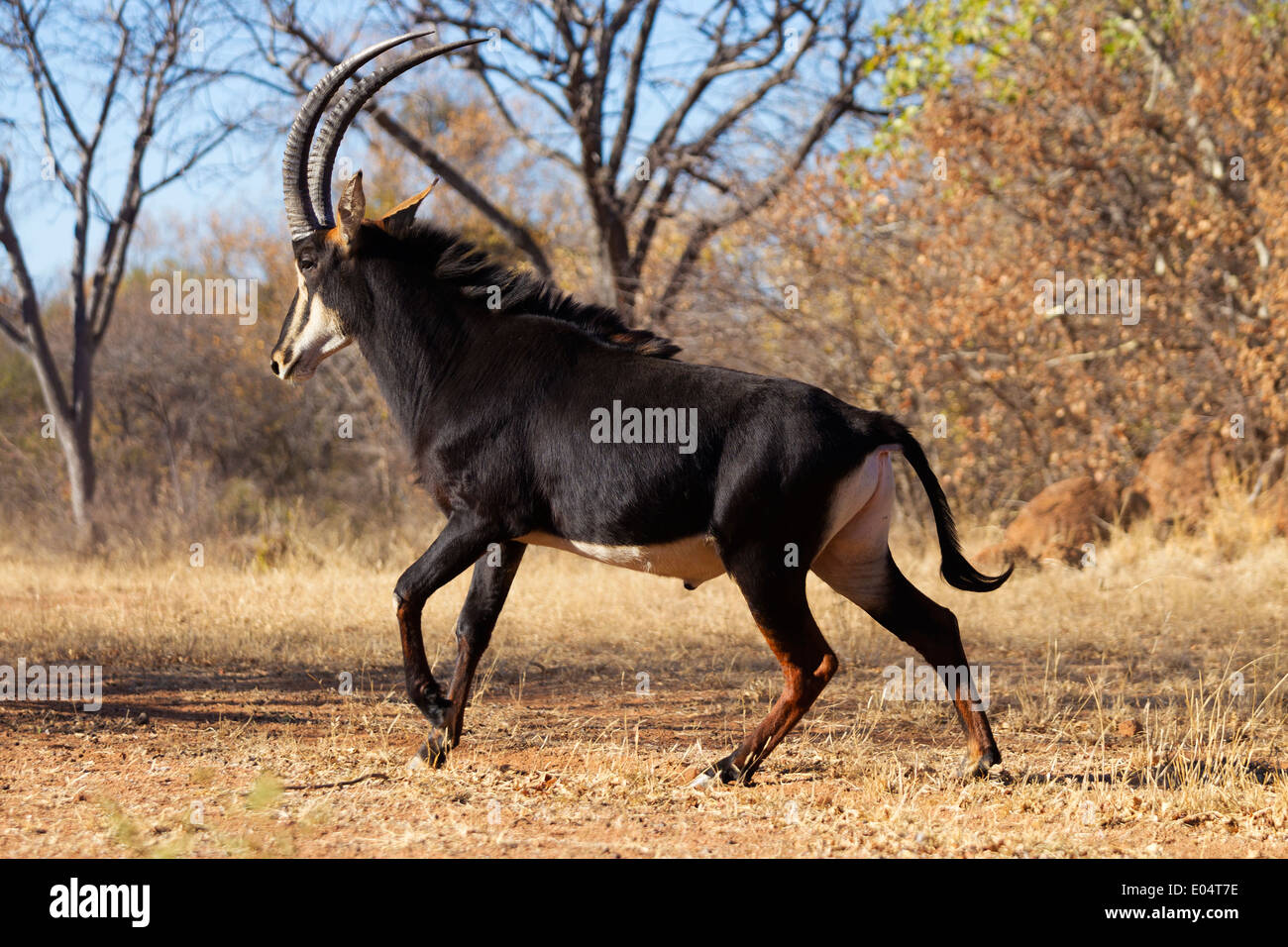 Rappenantilope (Hippotragus Niger). Südafrika Stockfoto