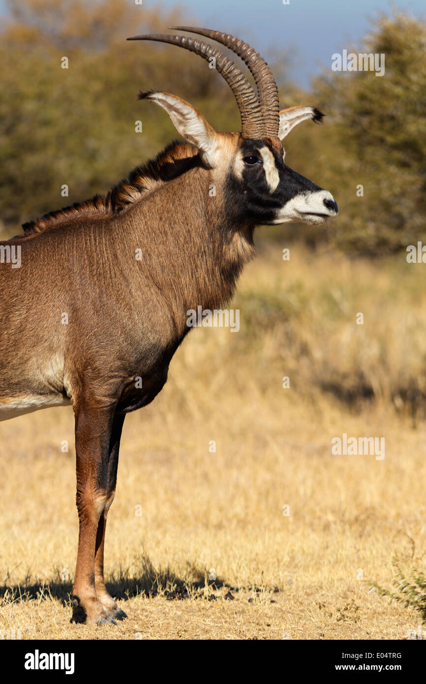 Portrait einer männlichen Roan Antilope (Hippotragus Spitzfußhaltung). Südafrika Stockfoto