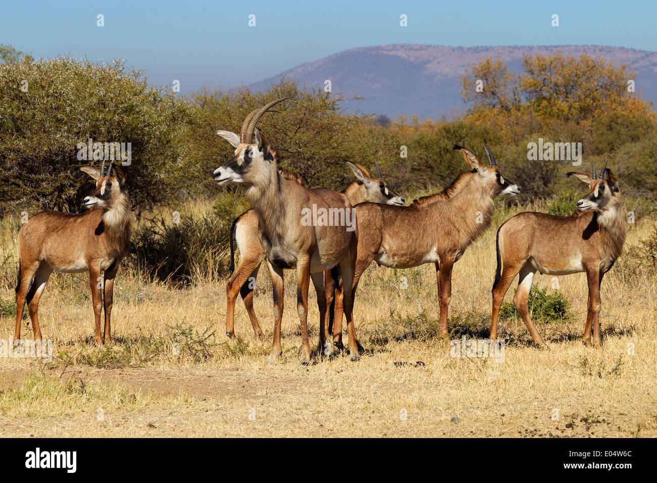 Roan Antilope (Hippotragus Spitzfußhaltung). Gruppe von Weibchen und Jungtiere. Südafrika Stockfoto