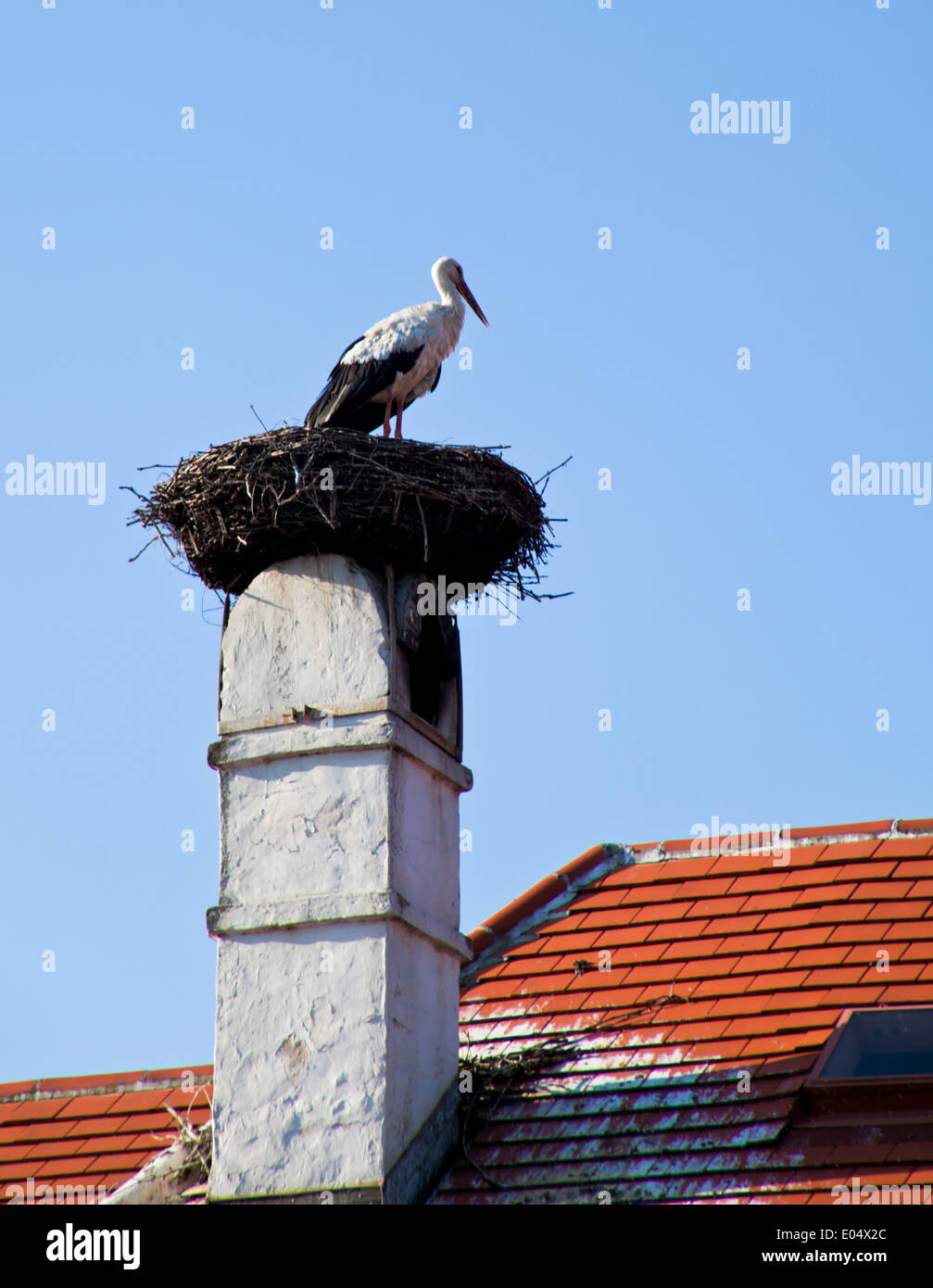 Zwei Störche im Nest in Rust, Österreich, Zwei Stoerche Im Nest in Rust, Oesterreich Stockfoto