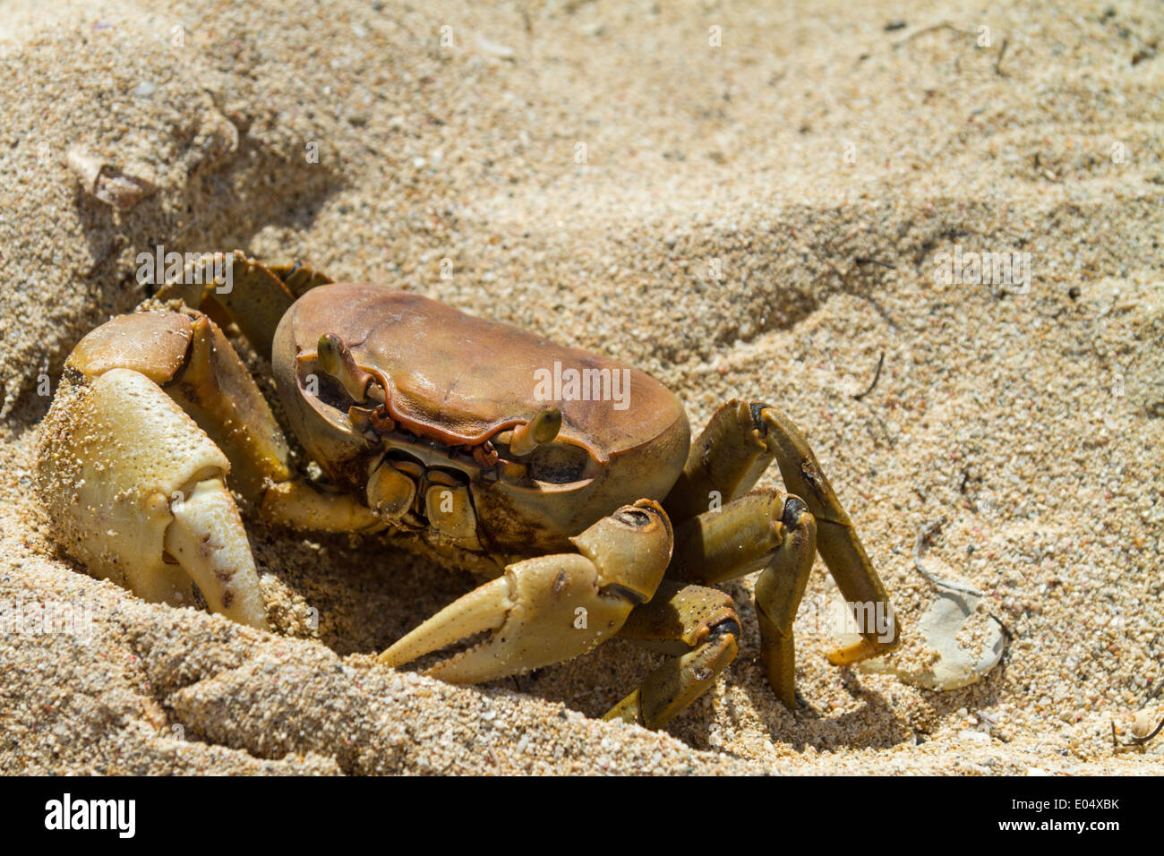 Nahaufnahme von Landkrabben auf Strand Jibacoa, Kuba Stockfoto