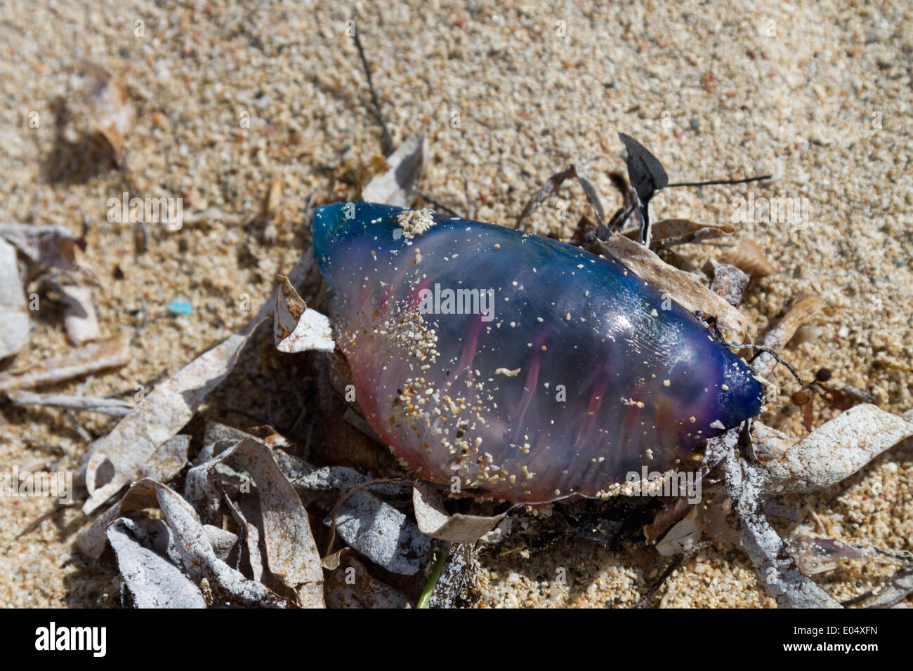 Nahaufnahme des Portugiesischen Man o' War, physalia Physalis, gewaschen oben auf einem Strand Stockfoto