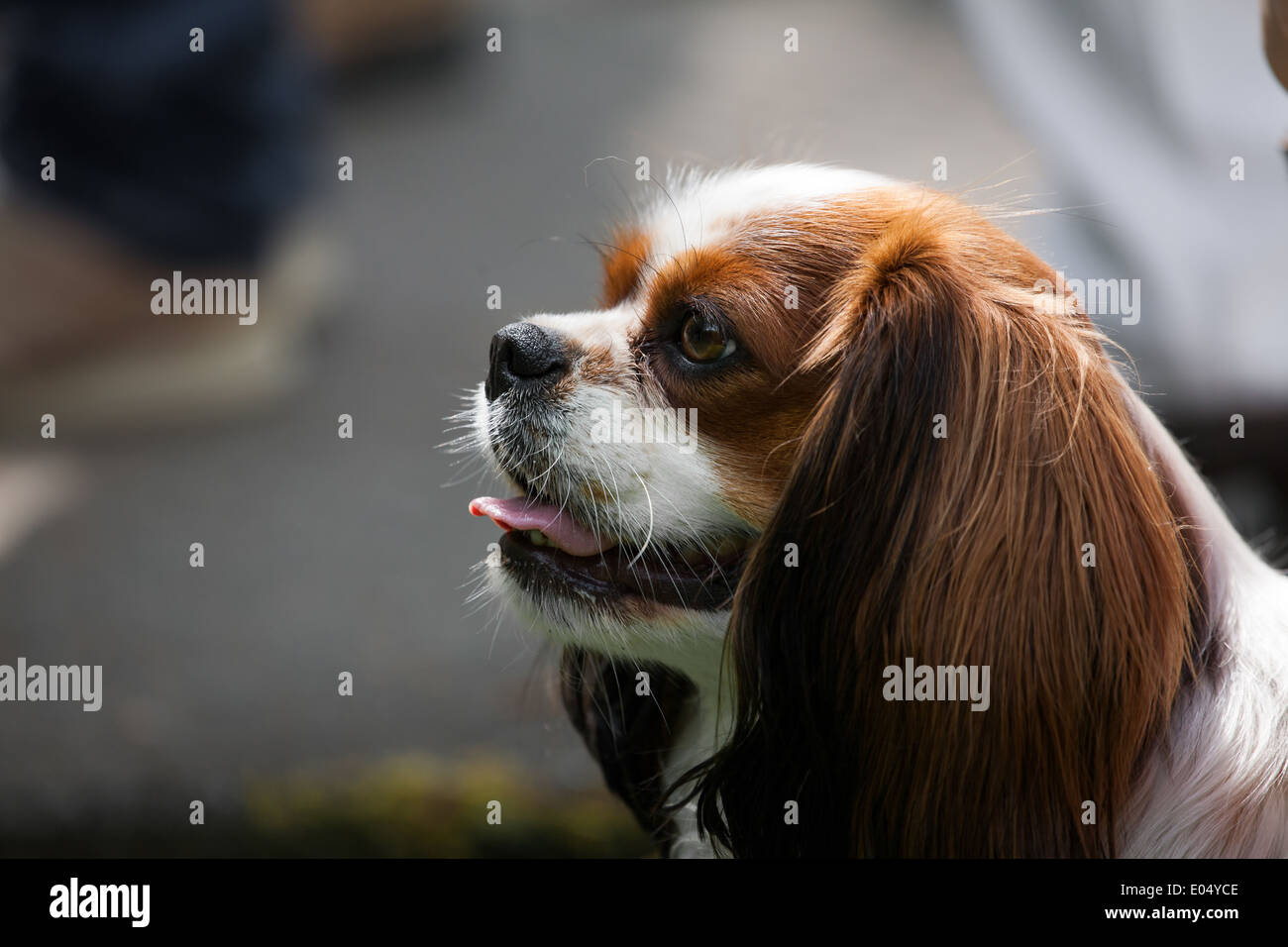 Cavalier King Charles Spaniel Stockfoto