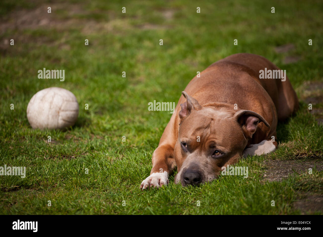 American Stafford ruht in der Nähe von Kugel Stockfoto