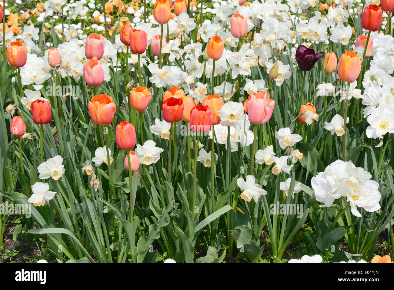 Frühling im Garten mit bunten Tulpen in voller Blüte Stockfoto