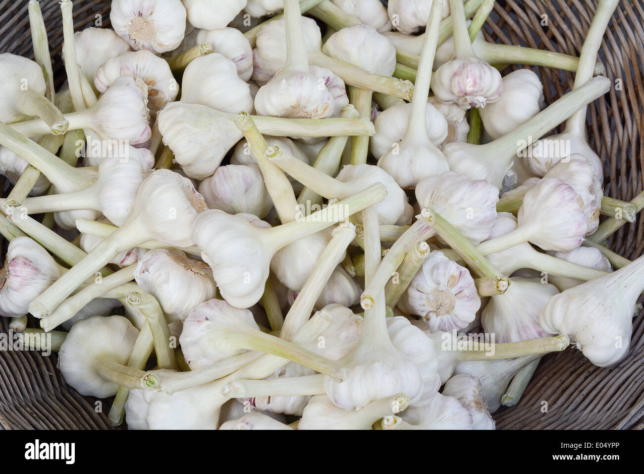 Ganze Köpfe von Knoblauch als Zutat und Geschmack kochen Stockfoto