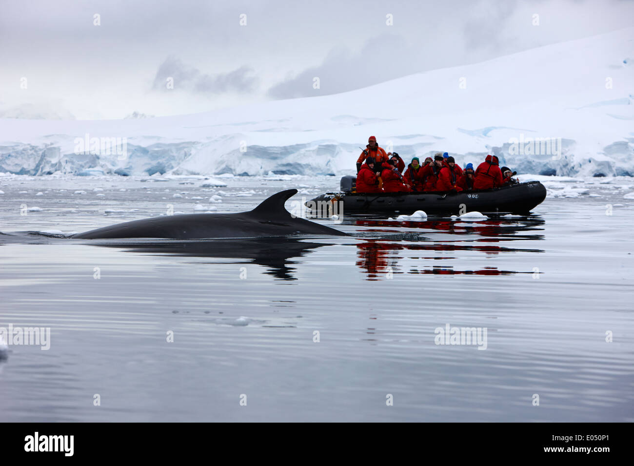 Passagiere an Bord ein Zodiac Kreuzfahrt auf Exkursion in der Antarktis Zwergwale beobachten Stockfoto