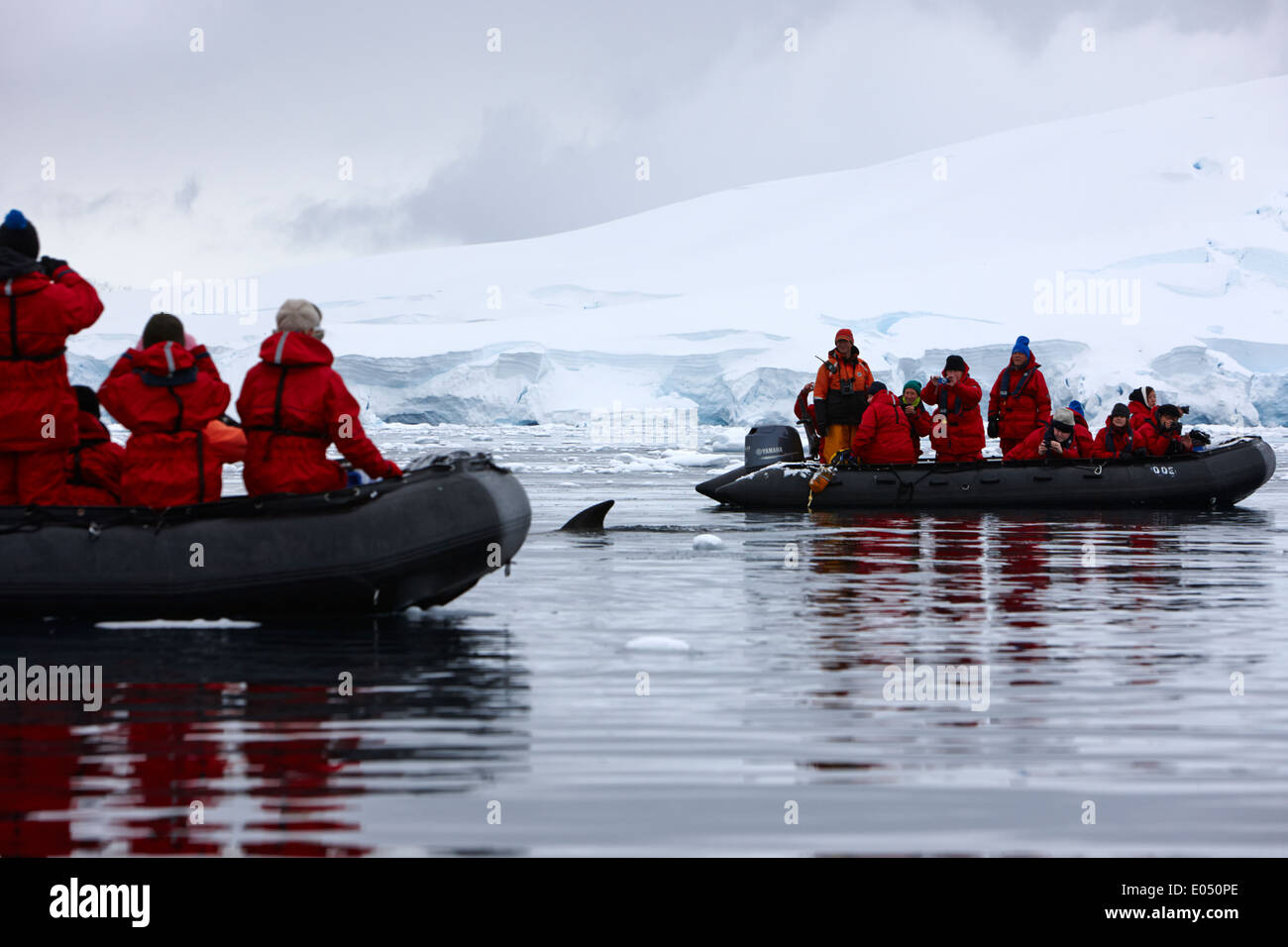 Minke Wal schwimmt zwischen Passagieren an Bord von Zodiaks auf Exkursionen in der antarktis Touristen Whale Watching antarktis Tourismus Abenteuer Expedition Stockfoto