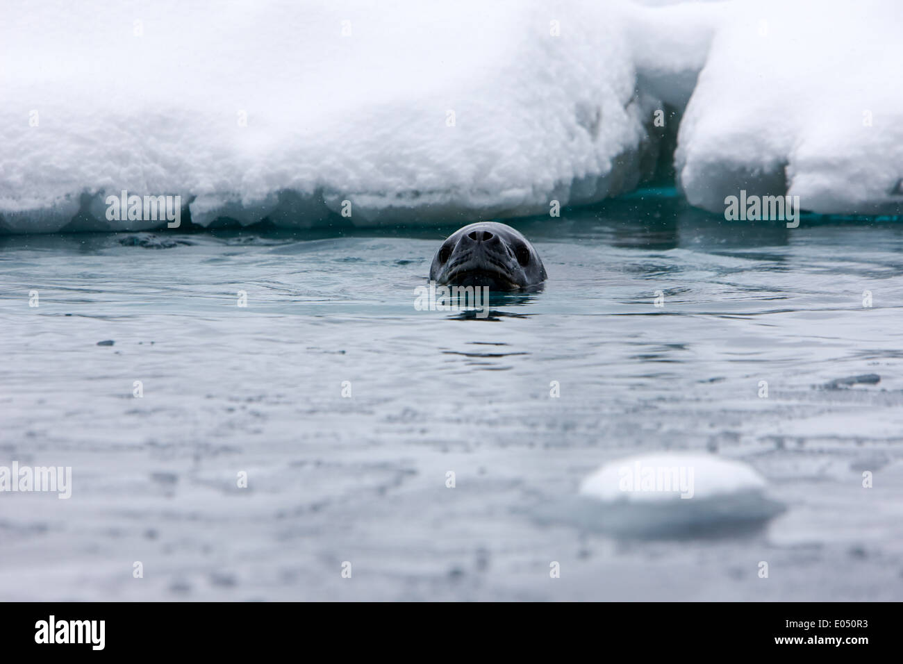 Leopard seal Hydrurga Leptonyx schwimmen in Fournier Bucht zwischen Packeis der Antarktis Stockfoto