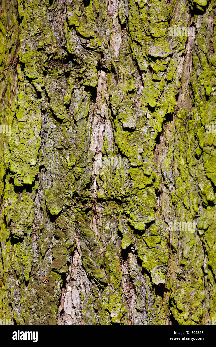 Strukturierte Rinde eines Baumes im Wald. Hintergrund mit text Stockfoto
