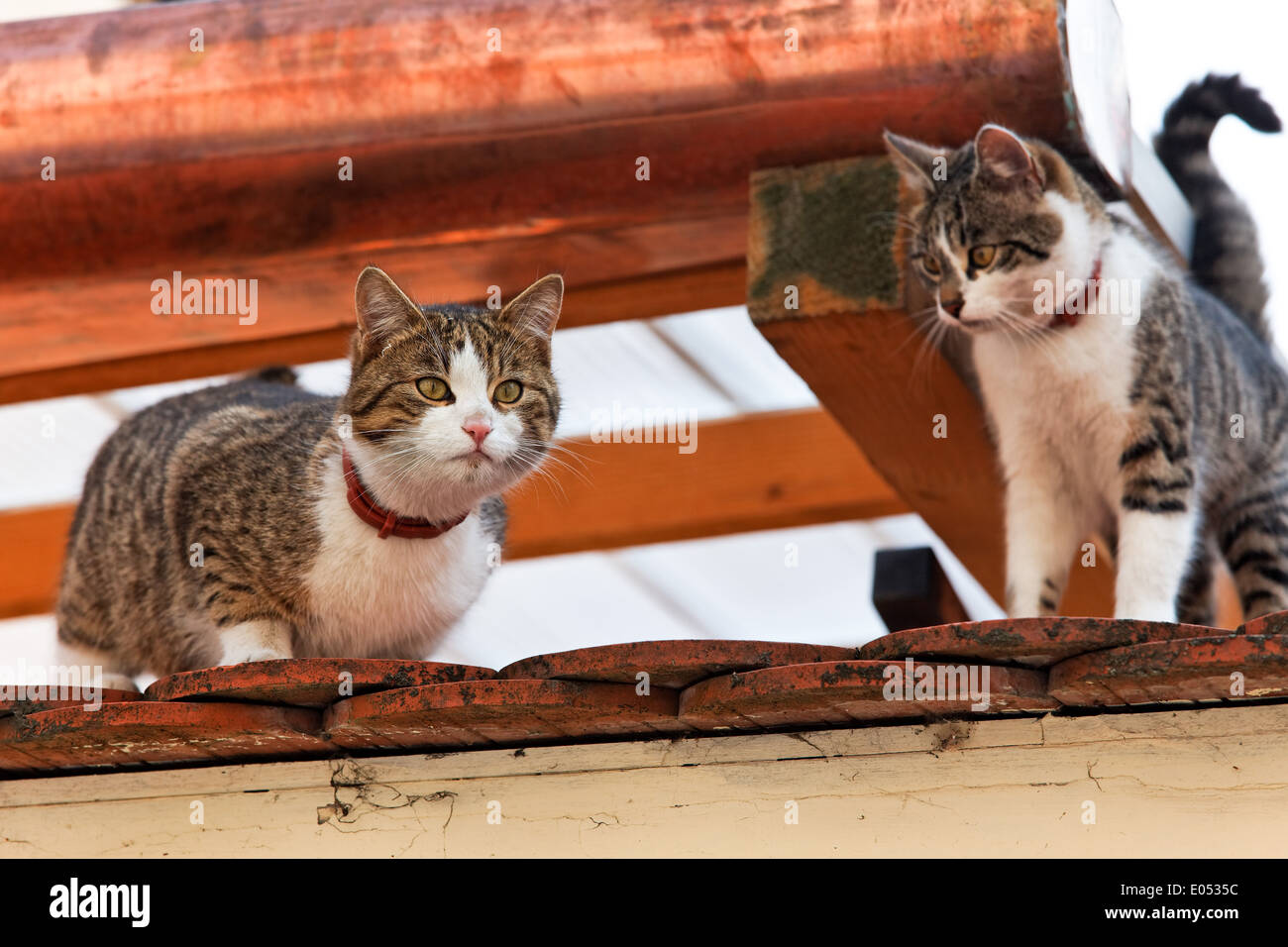 Zwei Katzen spielen auf dem Dach eines Hauses, Zwei Katzen Spielen Auf Dem Dach Eines Malgrat Stockfoto
