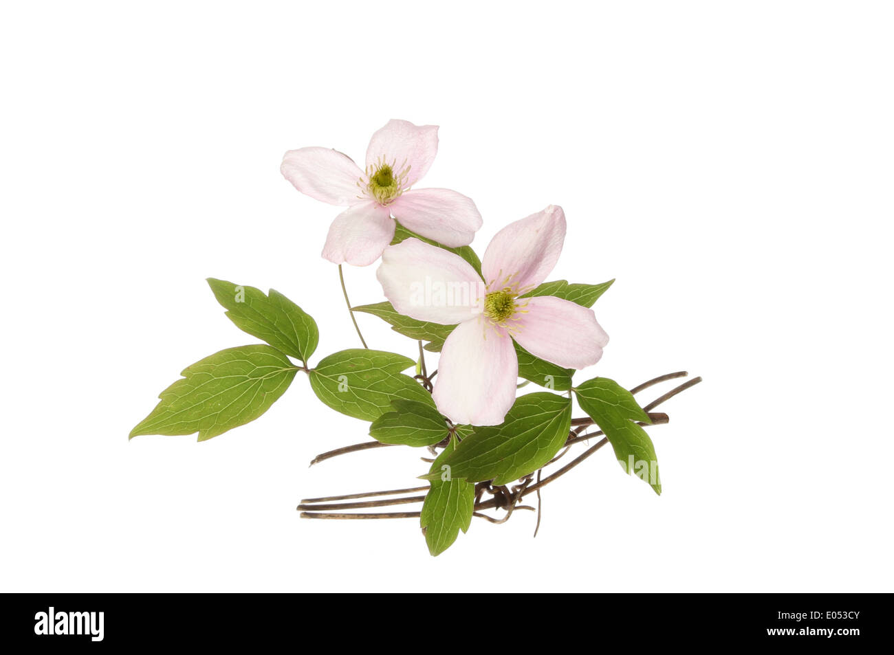 Clematis Montana Blüten und Laub isoliert gegen weiß Stockfoto