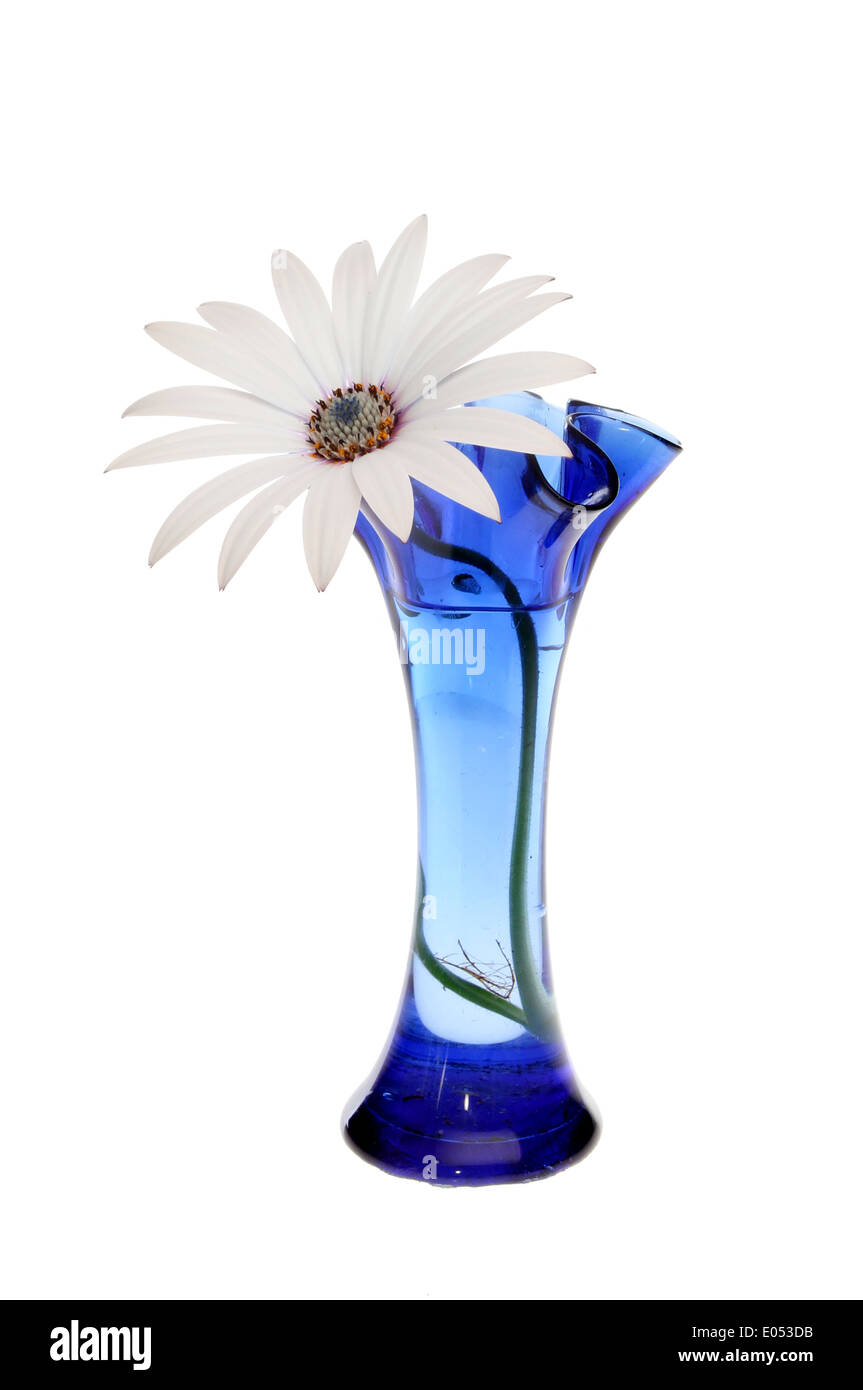 Einzelne Osteospermum Blume in einer geriffelten blaue Glasvase isoliert gegen weiß Stockfoto