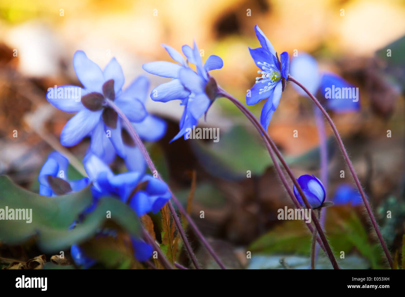 Leuchtend blaue Leberblümchen Blüten im Frühjahr Wald. Makro-Foto Stockfoto