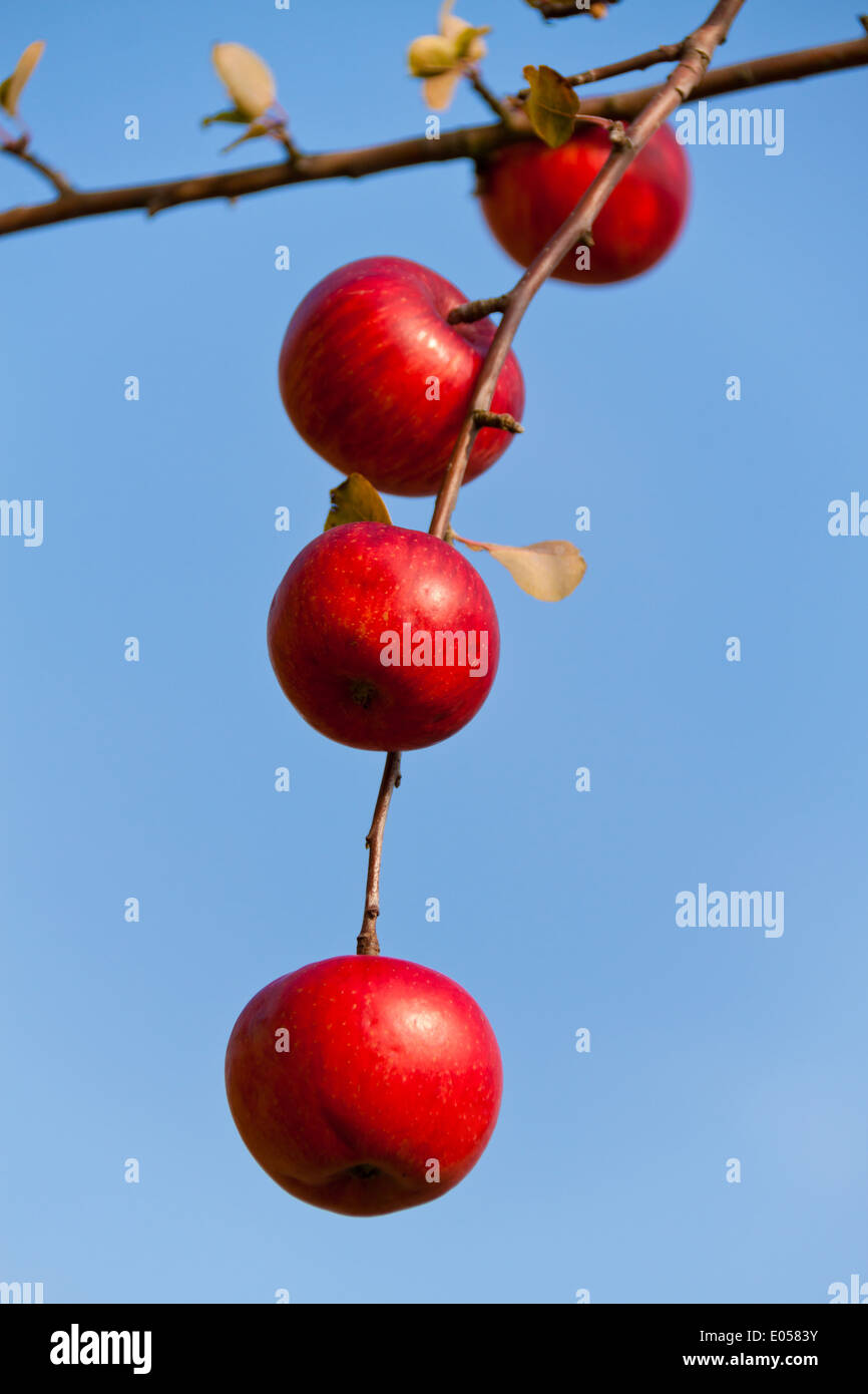 Viele rote Äpfel am Baum im Herbst. Zweig der Apfelbaum, Viele Rote Aepfel Auf Baum Im Herbst. Zweig Eines Apfelbaumes Stockfoto