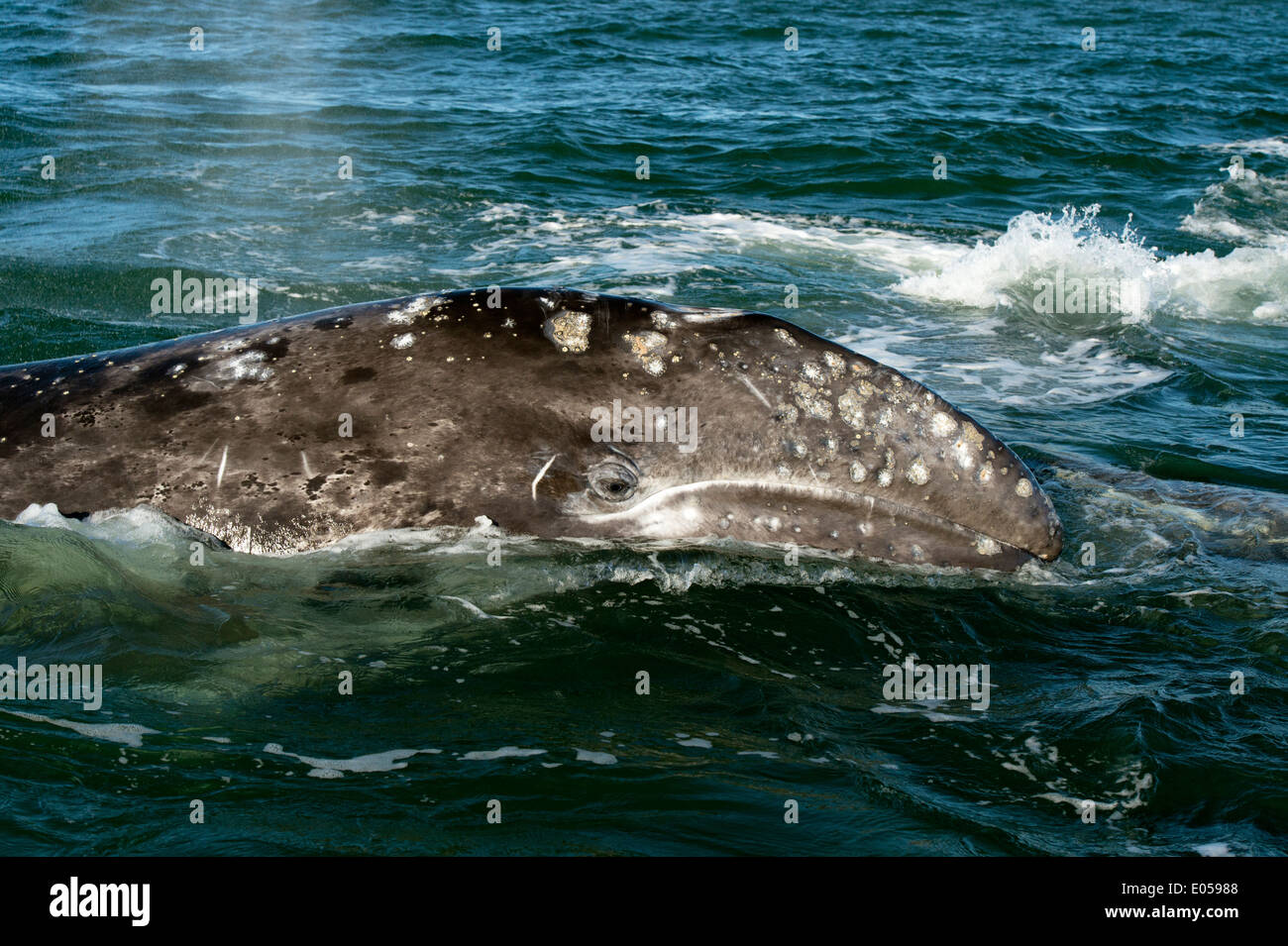 "Grauer Wal" Stockfoto