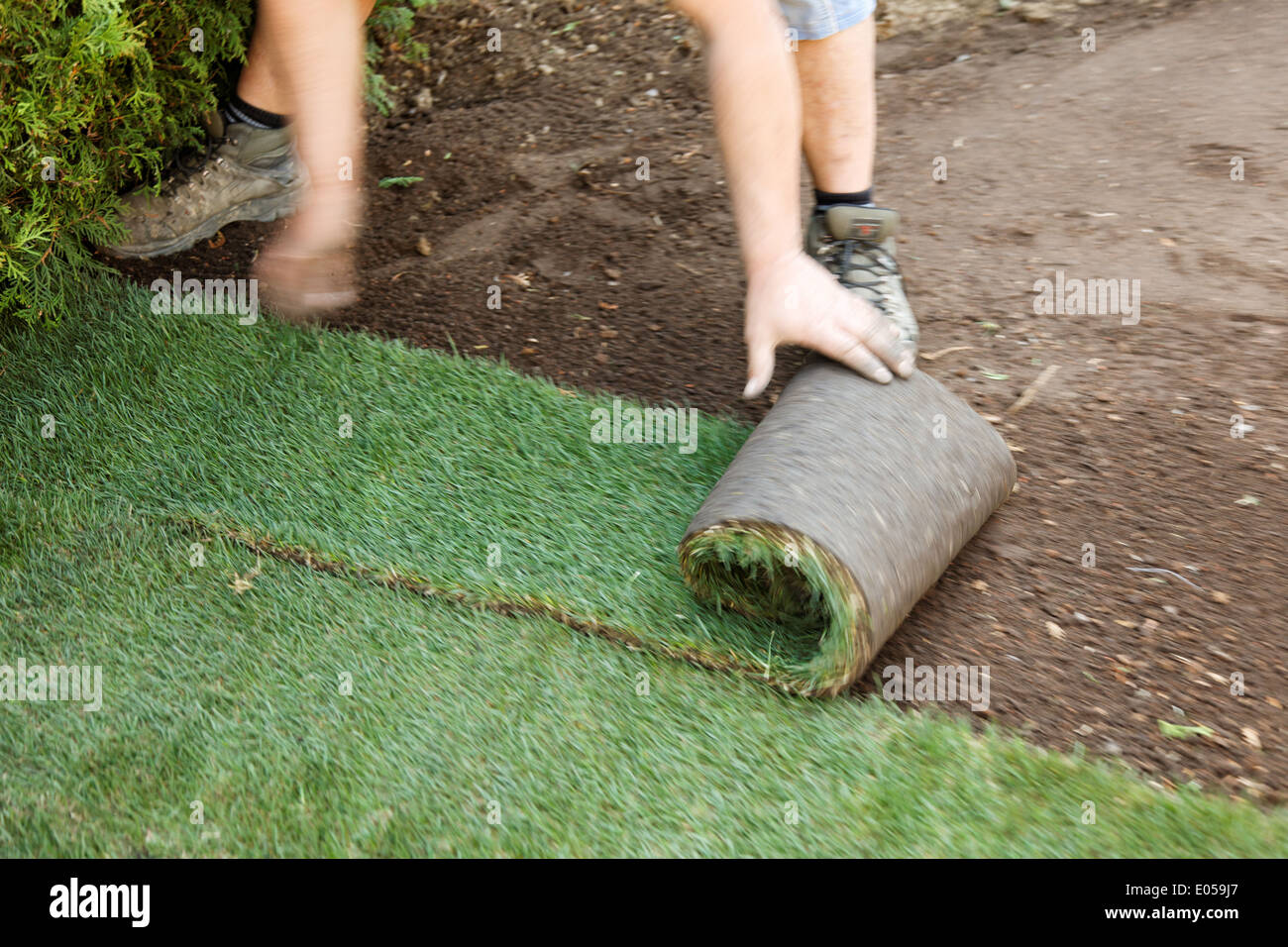 Gärtner bewegen einen rollenden Rasen in einem Garten, Gaertner Verlegen Einen Rollrasen in Einem Garten Stockfoto