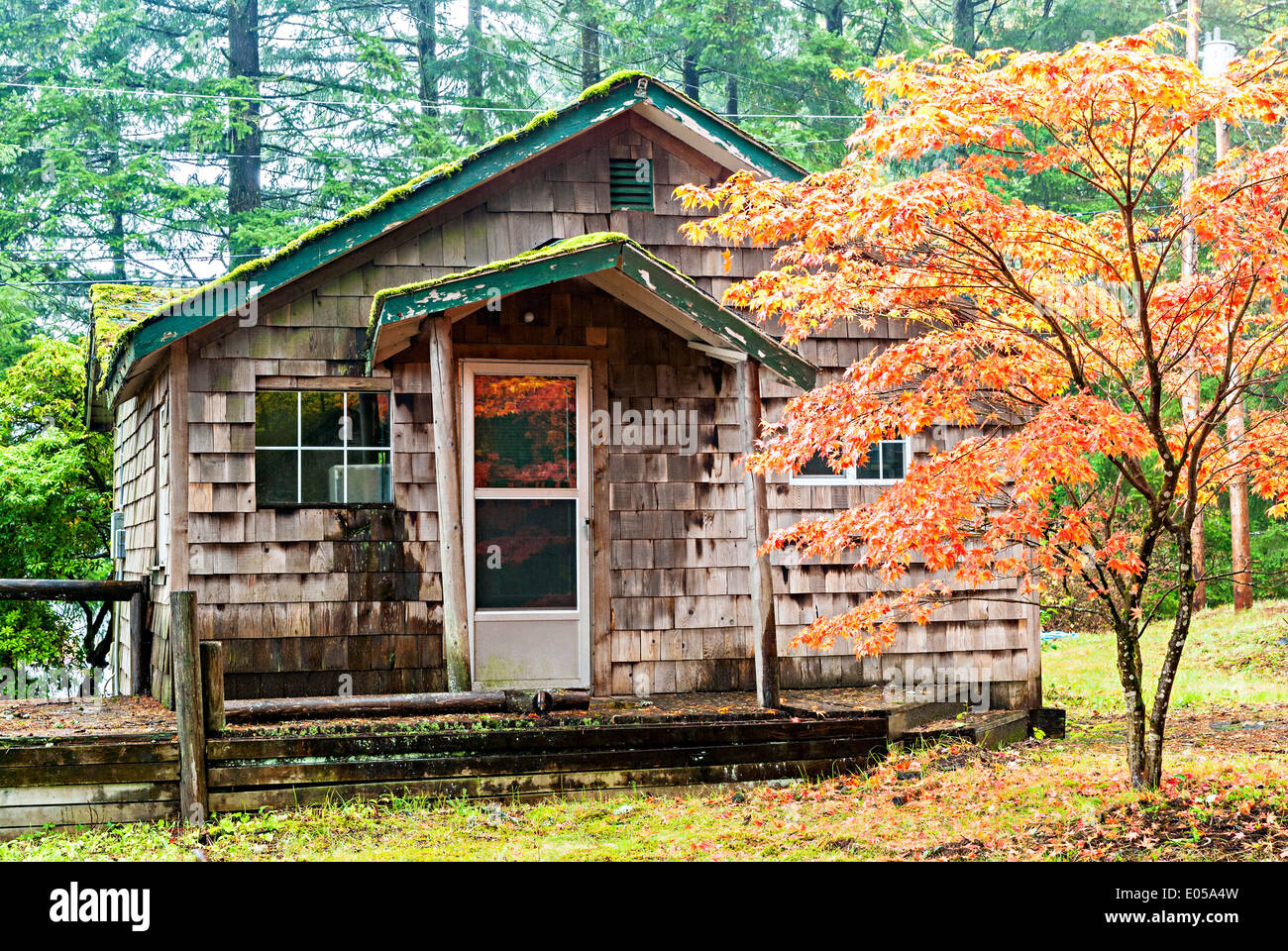 Rustikale verwitterten alten Hütte im Wald Oregon Stockfoto