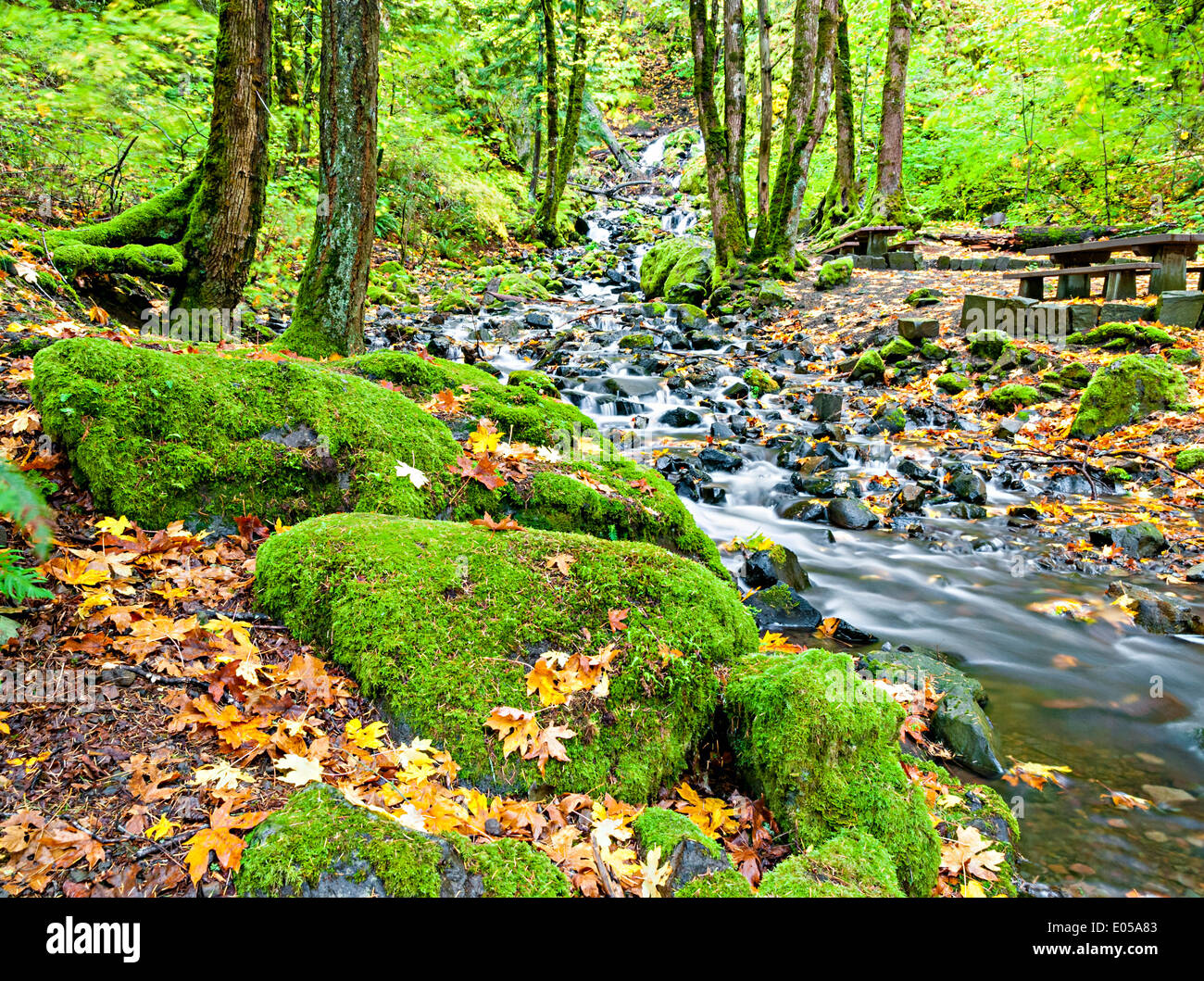 Flüsschen schlängelt sich durch einen Regenwald in Oregon Stockfoto