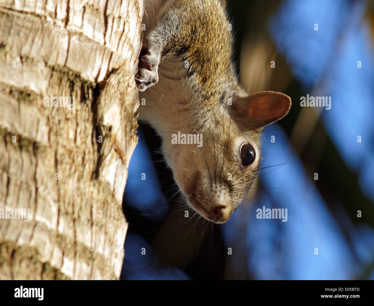 Extreme Nahaufnahme eines Eichhörnchens im Profil hängen auf einem Baumstamm mit Kopf nach unten. Stockfoto
