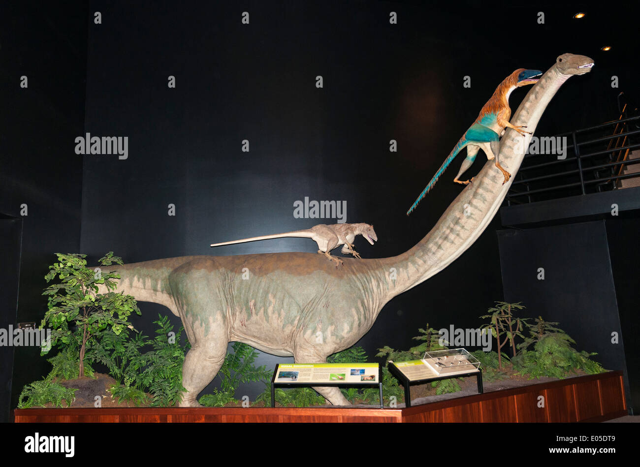 Bozeman, Montana Museum der Rockies, Dinosaurier Ausstellung, Sauropod unter Beschuss von Deinonychus Skulptur Stockfoto